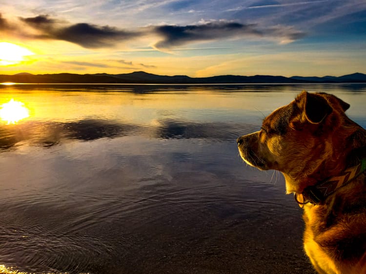 11 Life Lessons from 11 Years with My Dog